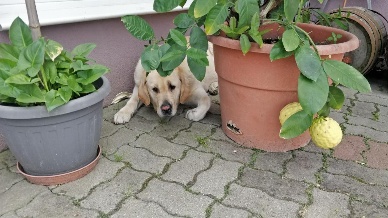 Ferienwohnung Novakporta Vendeghaz Lakhegy Exterior foto
